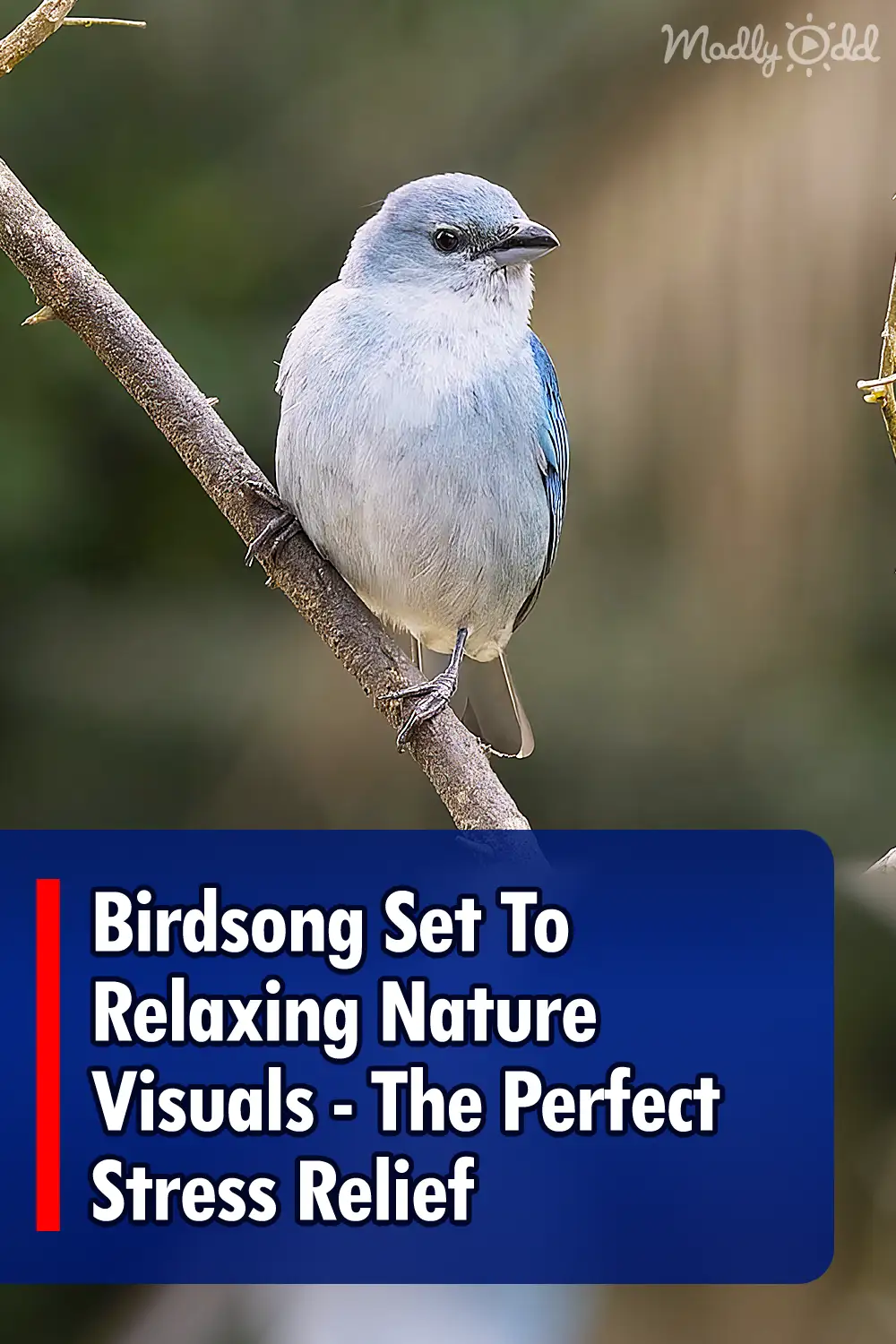Birdsong Set To Relaxing Nature Visuals - The Perfect Stress Relief