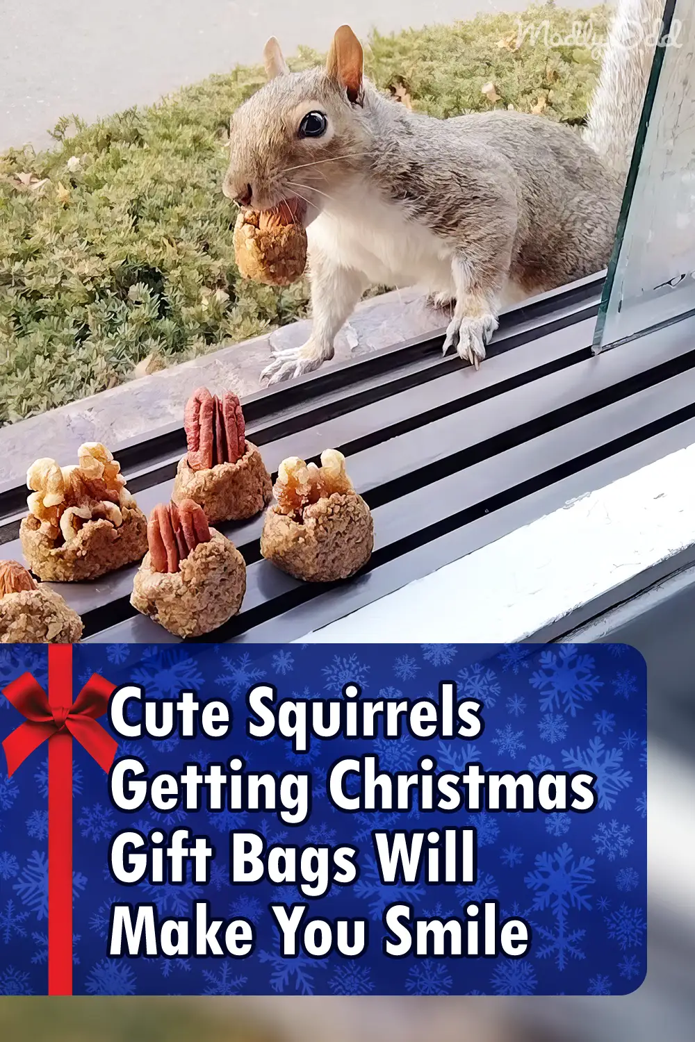 Cute Squirrels Getting Christmas Gift Bags Will Make You Smile