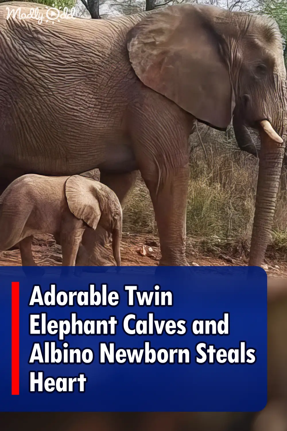 Adorable Twin Elephant Calves and Albino Newborn Steals Heart