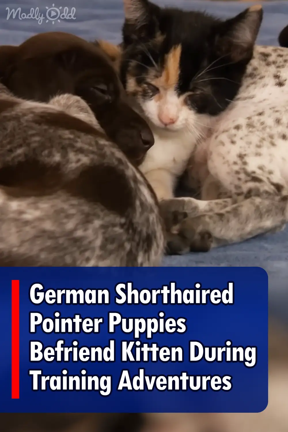 German Shorthaired Pointer Puppies Befriend Kitten During Training Adventures