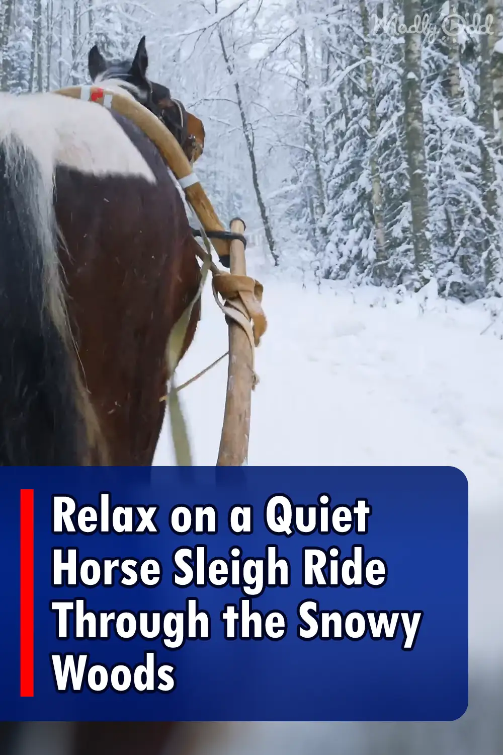 Relax on a Quiet Horse Sleigh Ride Through the Snowy Woods