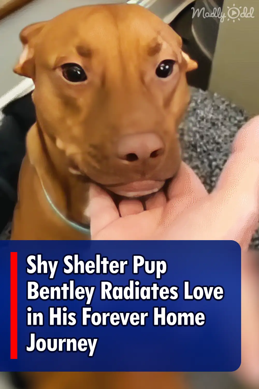 Shy Shelter Pup Bentley Radiates Love in His Forever Home Journey