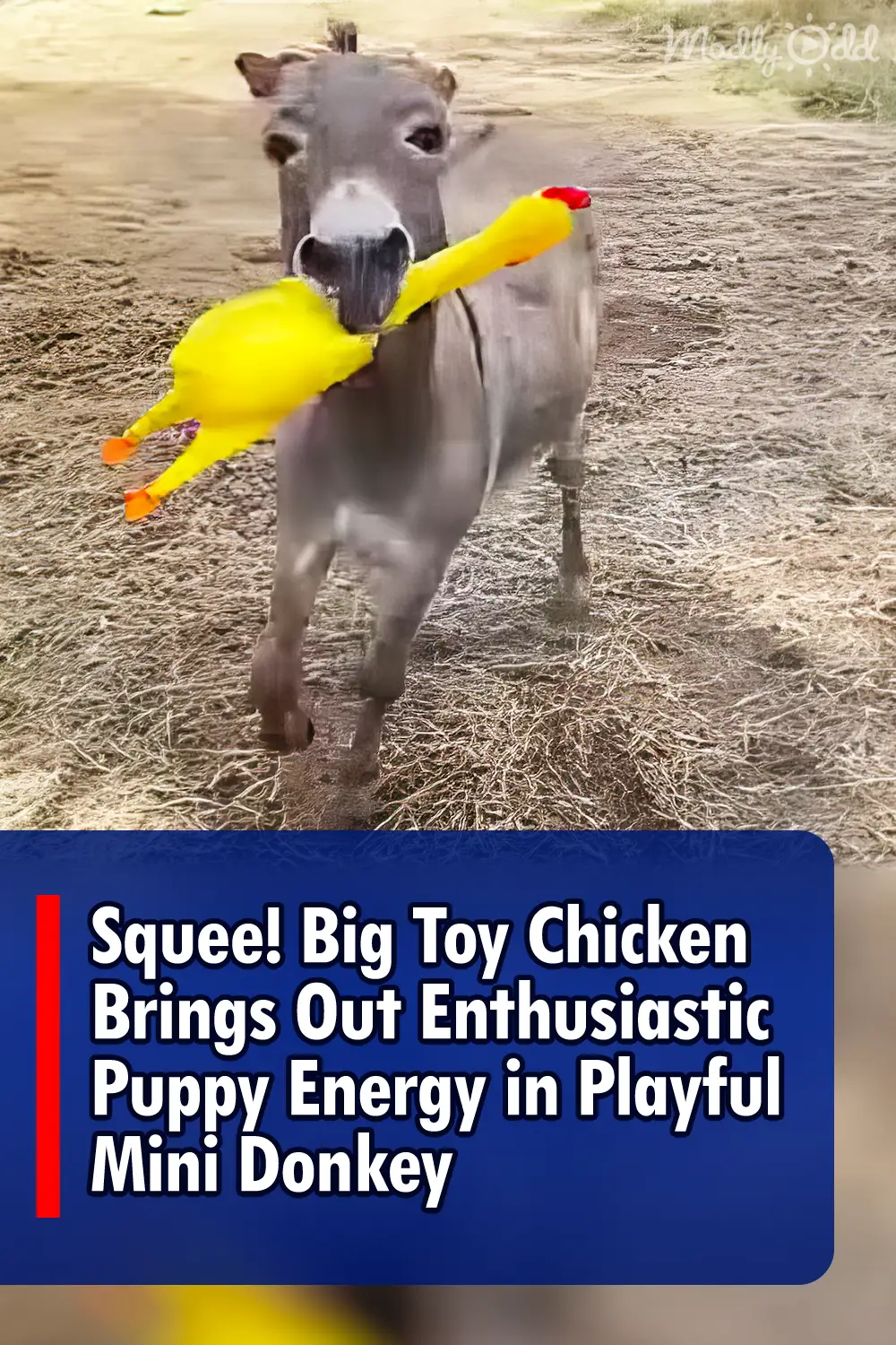 Squee! Big Toy Chicken Brings Out Enthusiastic Puppy Energy in Playful Mini Donkey
