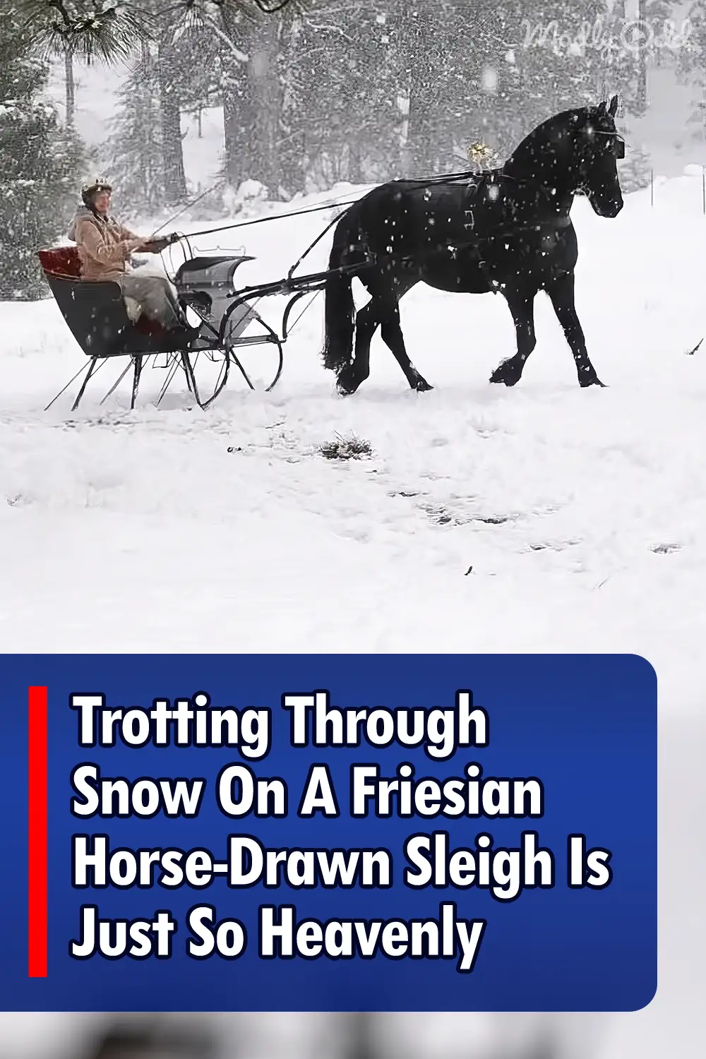 Trotting Through Snow On A Friesian Horse-Drawn Sleigh Is Just So Heavenly