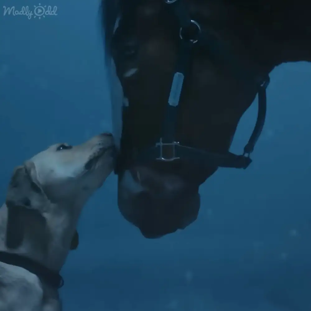 Labrador retriever playing with Clydesdale