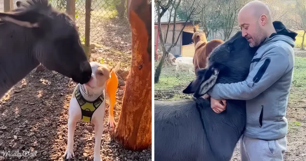 Orphaned baby donkey hugs new dog family