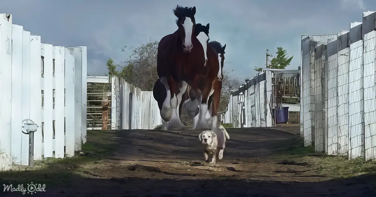 Clydesdales And Labrador In Budweiser Super Bowl Ad