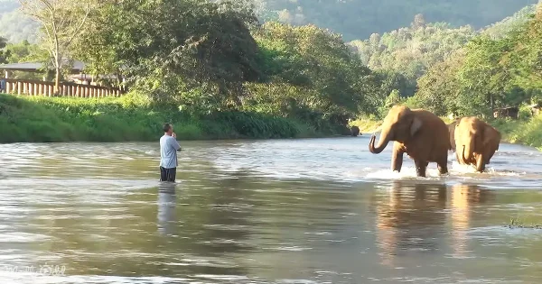 Elephants joyful reunion with caretaker