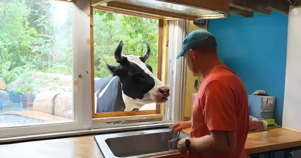 Pet cow and human family share a bond