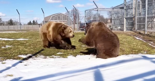 Two bears playing together in sanctuary