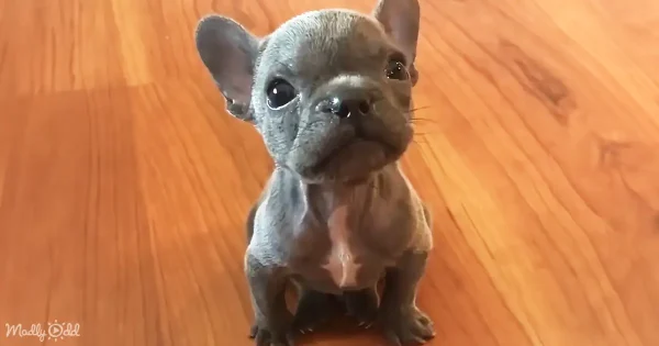 Tiny Frenchie complains about smelly roommate