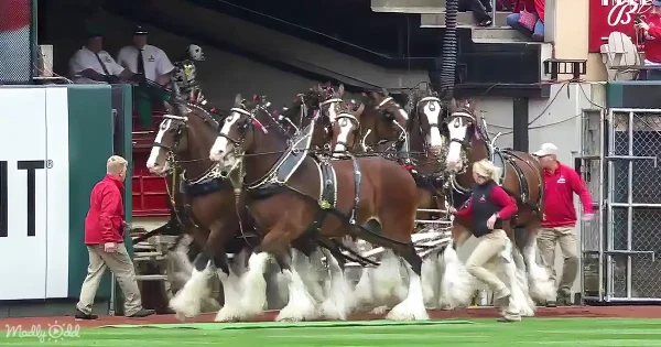 Surprise Dalmatian joining Clydesdales squad