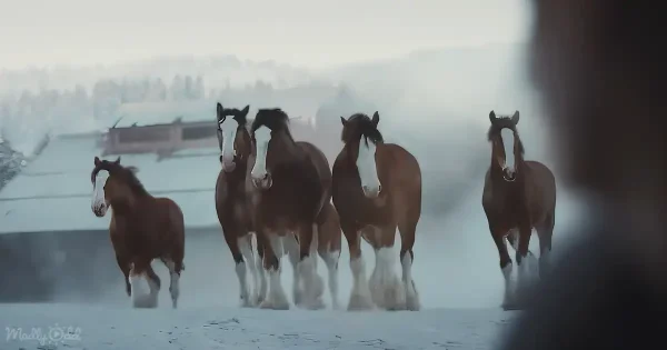 Budweiser clydesdales and Labrador together at super bowl