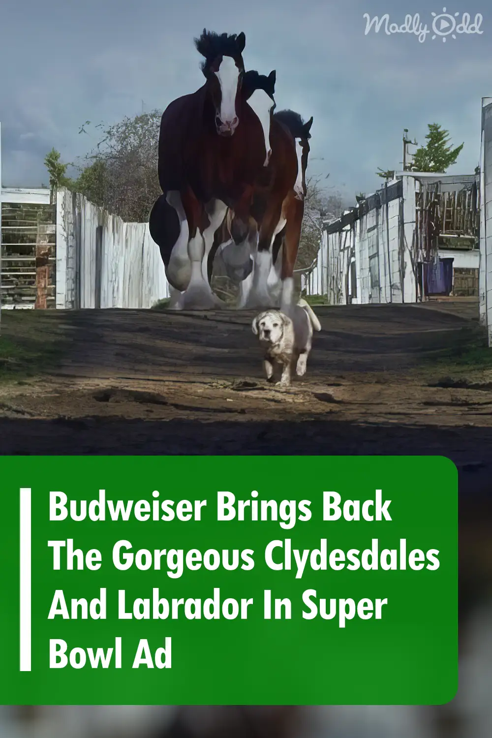 Budweiser Brings Back The Gorgeous Clydesdales And Labrador In Super Bowl Ad