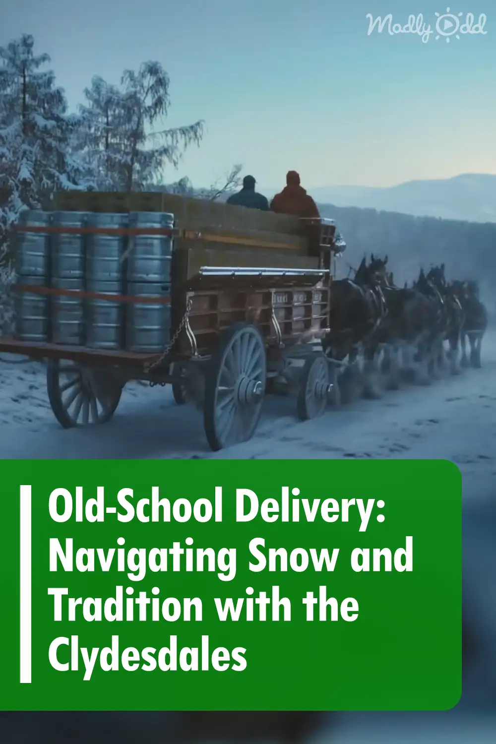 Old-School Delivery: Navigating Snow and Tradition with the Clydesdales