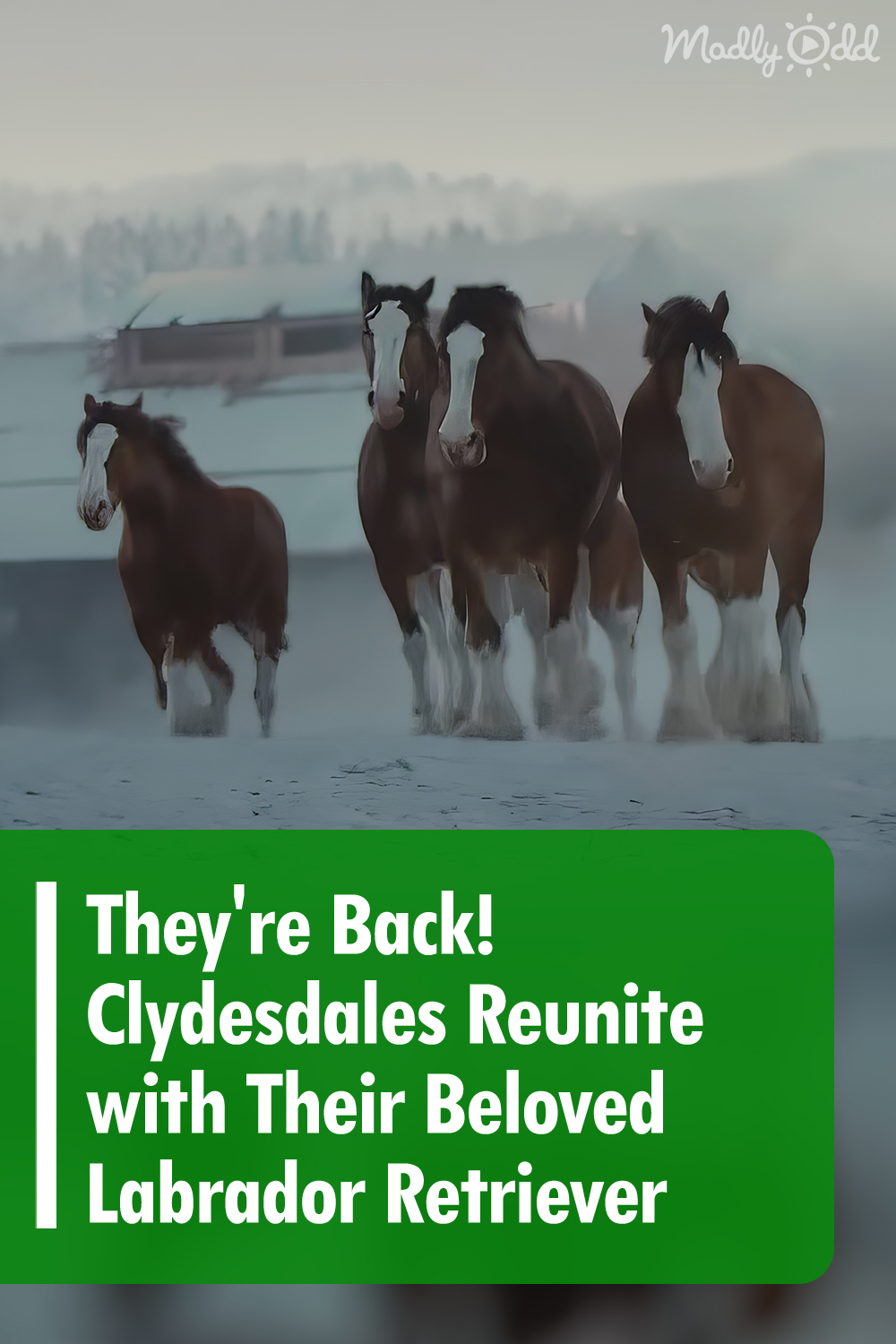 They\'re Back! Clydesdales Reunite with Their Beloved Labrador Retriever