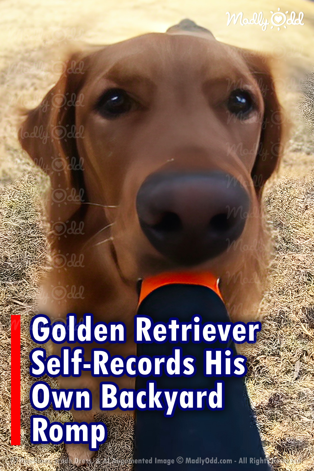 Golden Retriever Self-Records His Own Backyard Romp