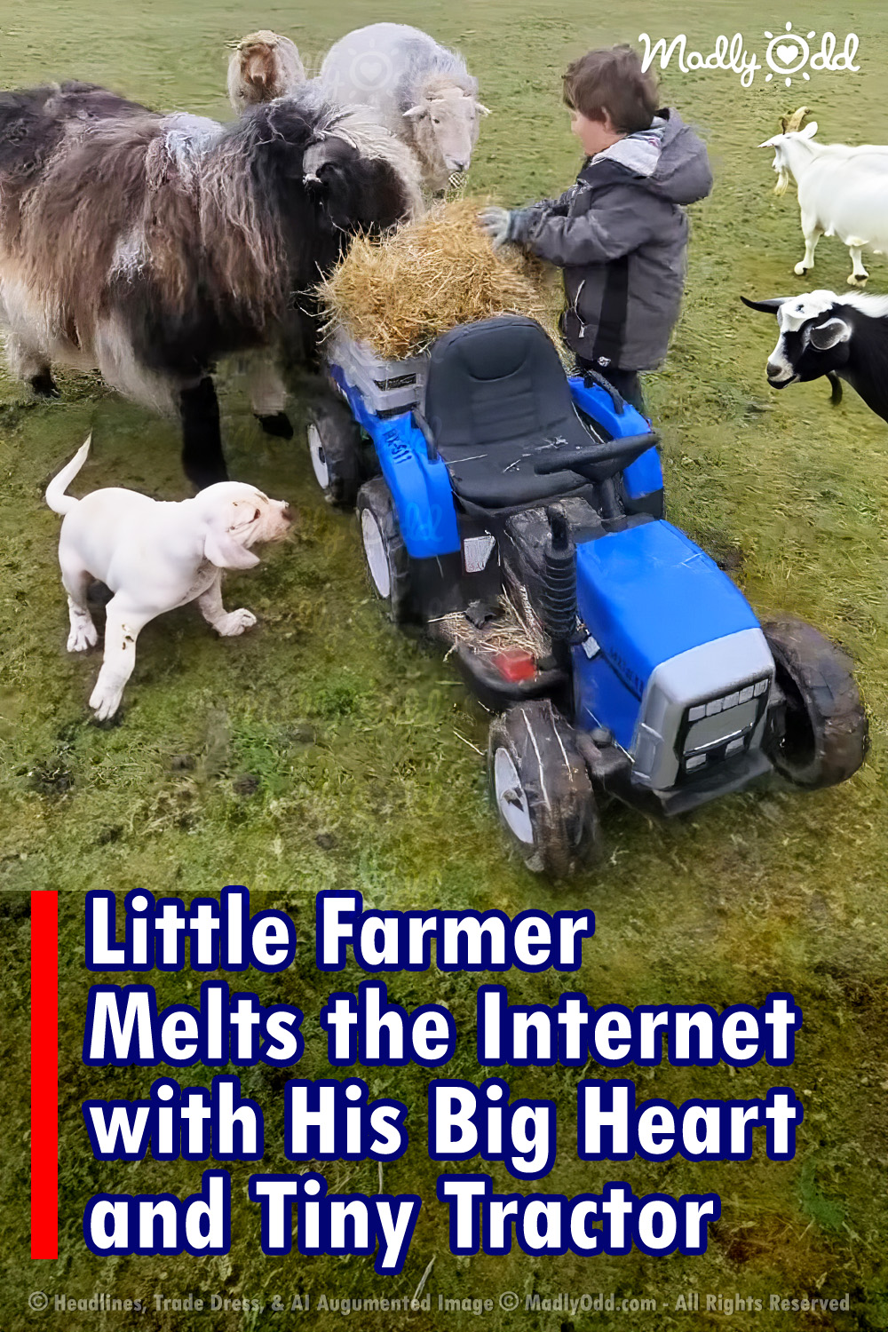 Little Farmer Melts The Internet With His Big Heart and Tiny Tractor