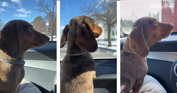 excited Dachshund in car