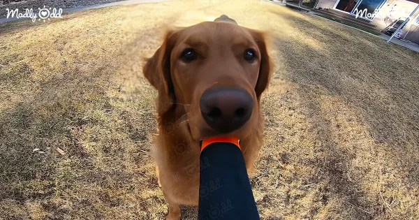 Golden Retriever with selfie stick
