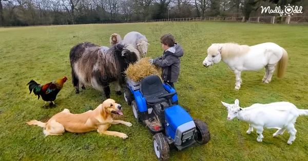 Toddler with animals around him, tiny tractor full of hay