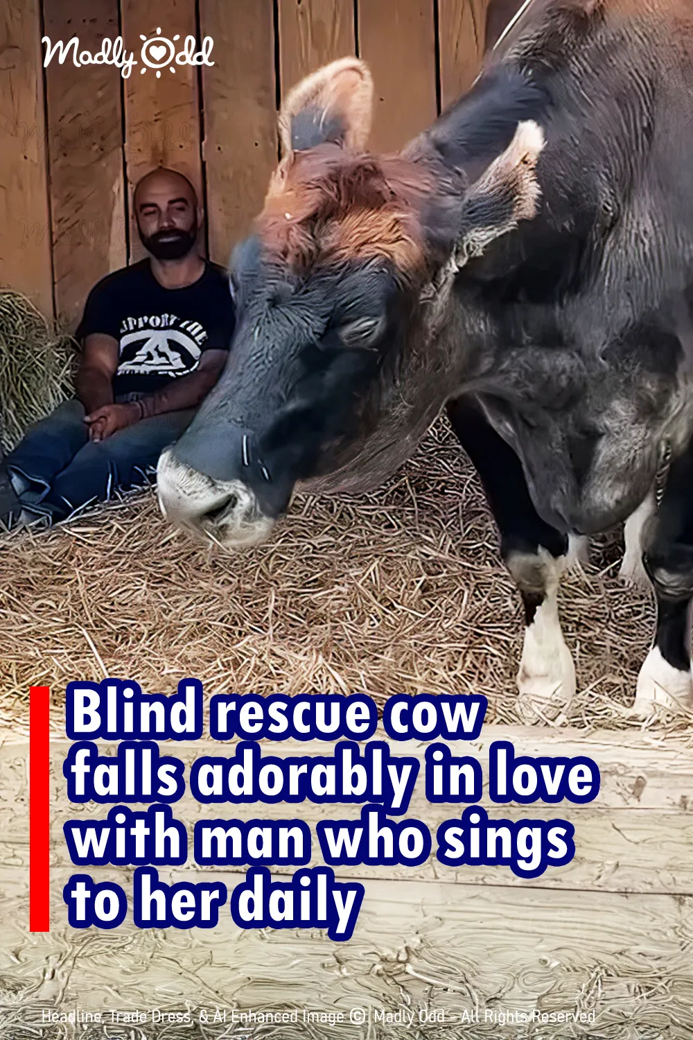 Blind rescue cow falls adorably in love with man who sings to her daily