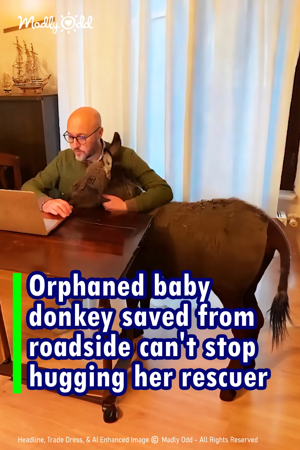 Orphaned baby donkey saved from the roadside can\'t stop hugging her rescuer