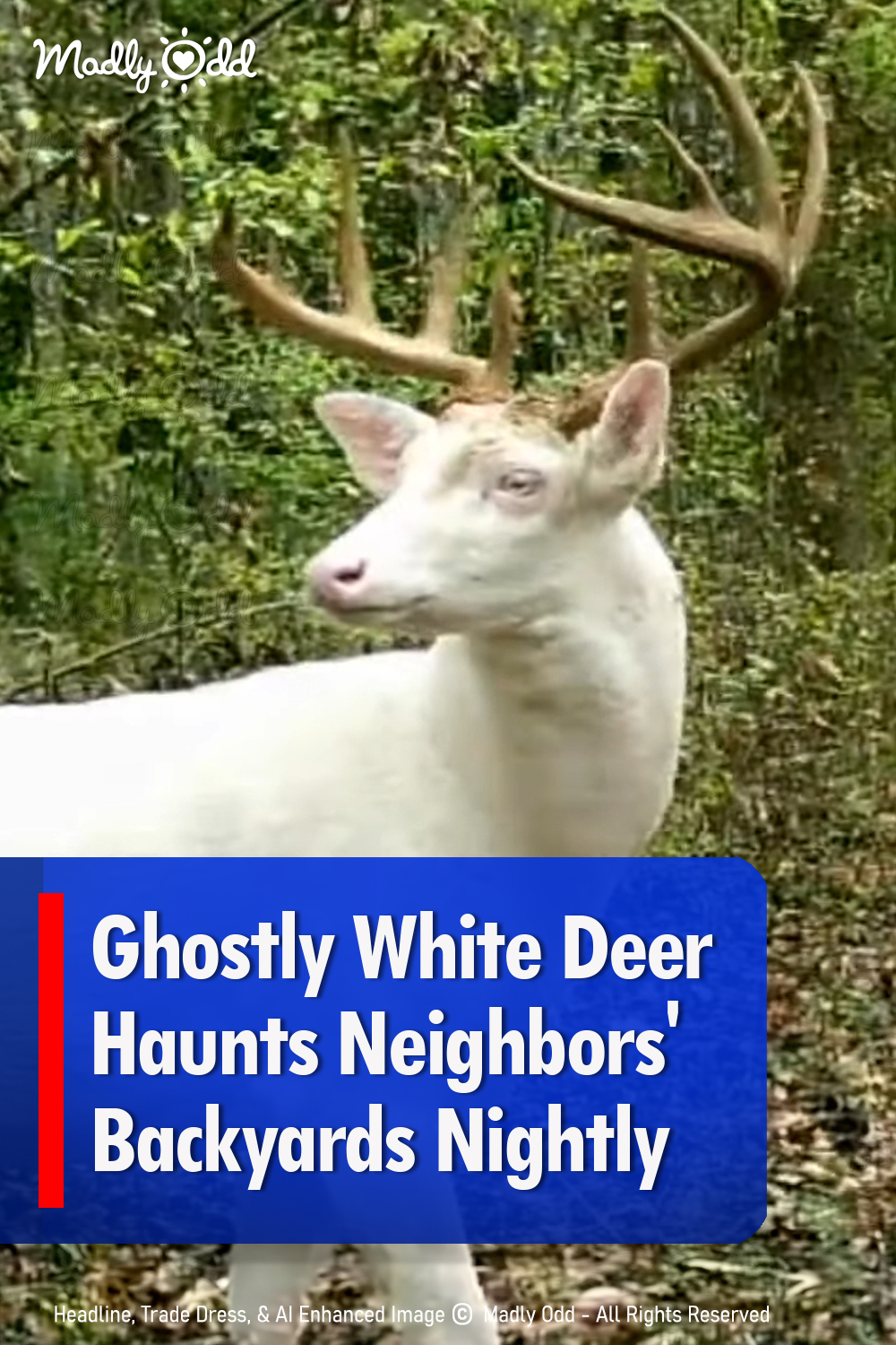 Ghostly white deer haunts neighbors\' backyards nightly