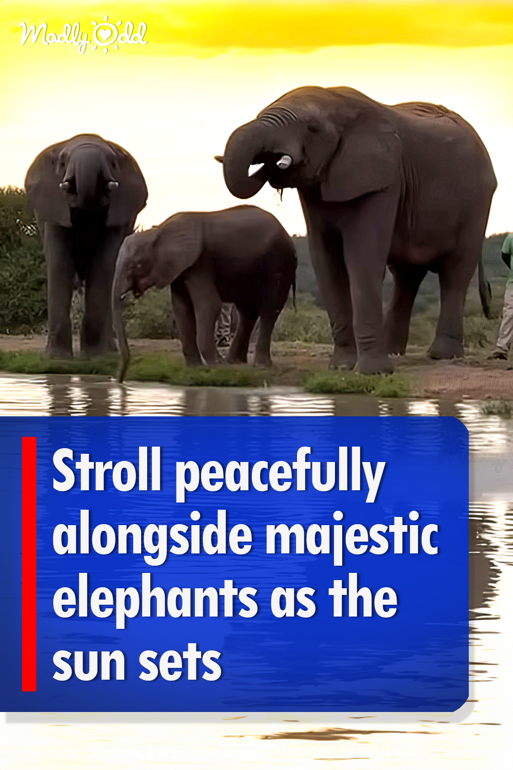 Take a serene sunset stroll alongside gentle elephant companions
