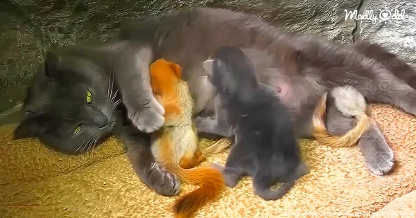Cat mama nursing baby squirrels and kittens.