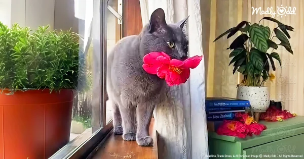 Cat by window with red flower in her mouth.